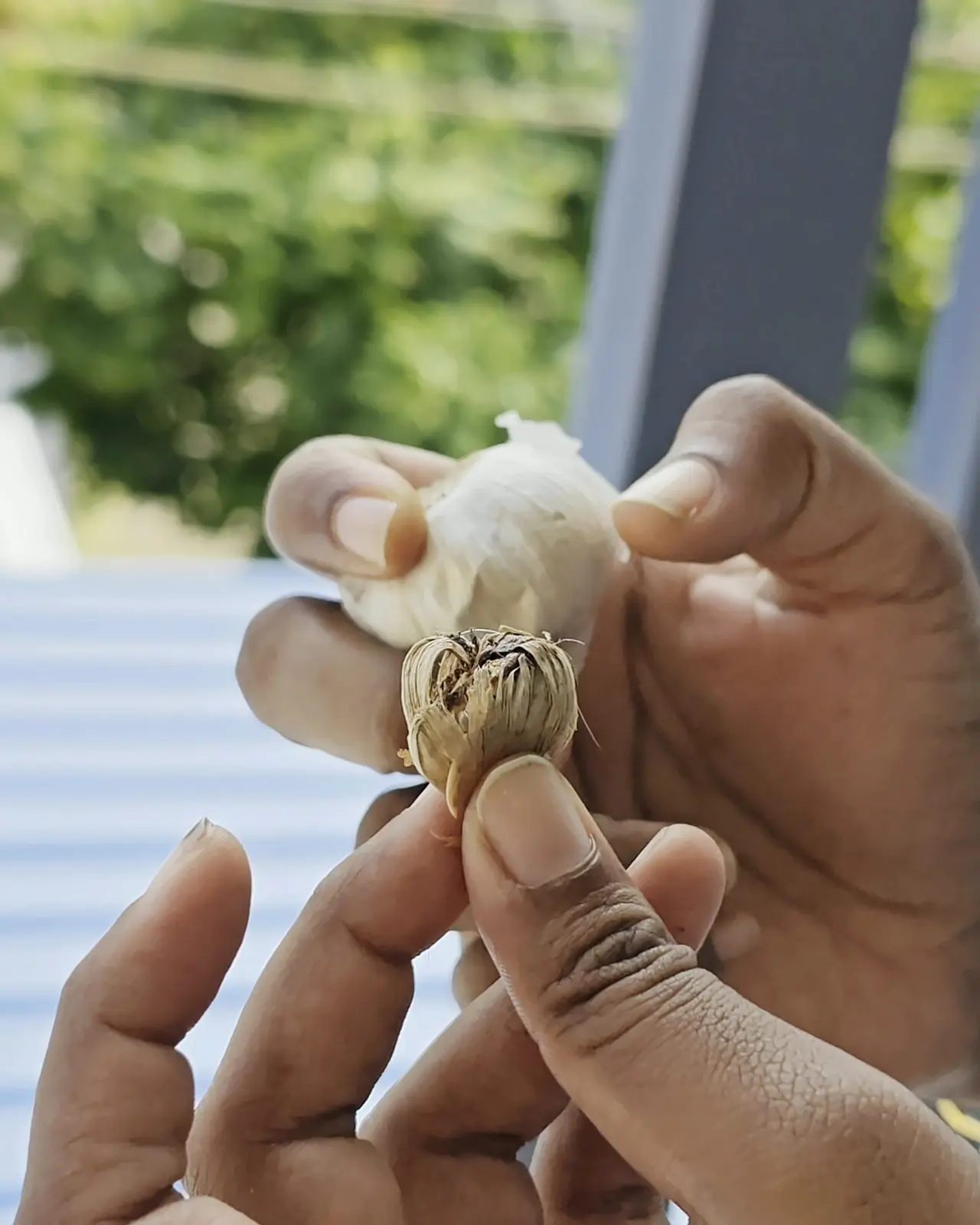 Two saffron corms held up close in her hands
